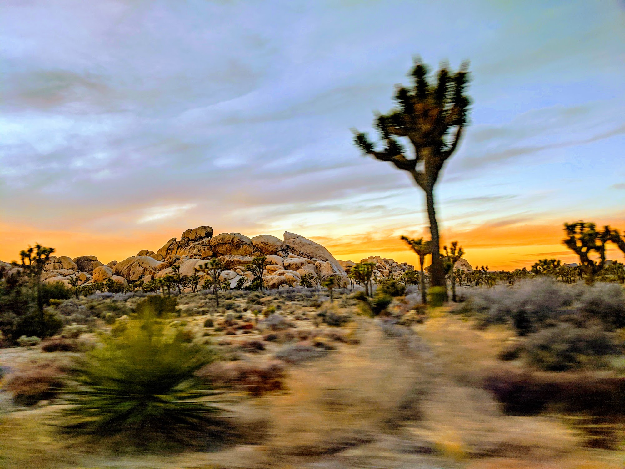 Joshua Tree ROCKS! 